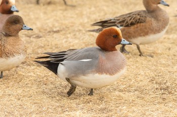 Eurasian Wigeon Musashino-no-mori Park Fri, 2/12/2021