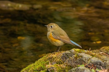 Red-flanked Bluetail Inokashira Park Fri, 2/12/2021