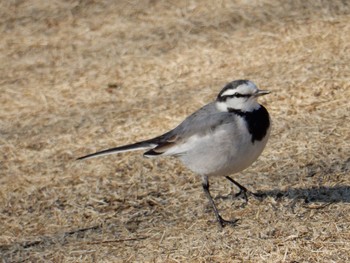 White Wagtail 北の丸公園 Tue, 1/10/2017