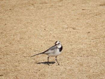 ハクセキレイ 北の丸公園 2017年1月10日(火)