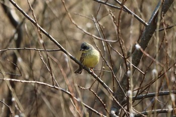 Masked Bunting 平谷川 Sun, 2/21/2021