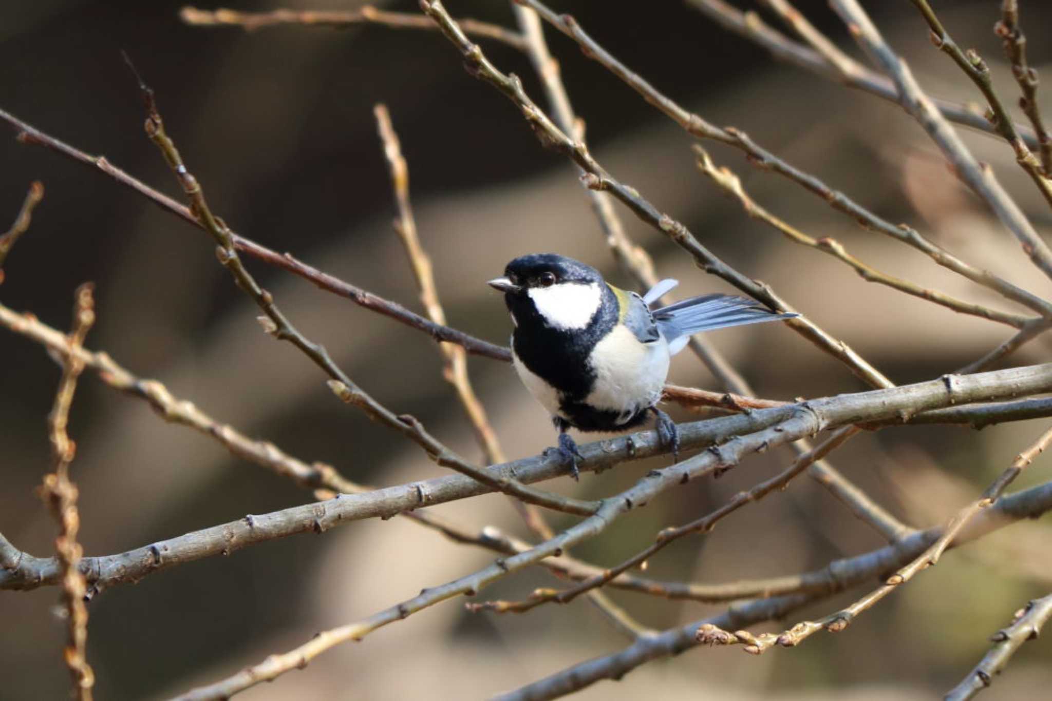 Japanese Tit