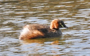 カイツブリ 兵庫県伊丹市 緑ヶ丘公園 2017年1月13日(金)