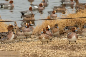 ヒドリガモ 武蔵野の森公園 2021年2月12日(金)