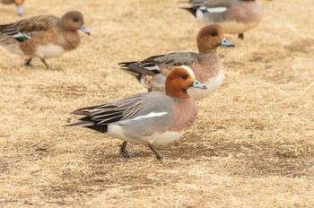 ヒドリガモ 武蔵野の森公園 2021年2月12日(金)