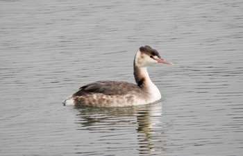 Great Crested Grebe Koyaike Park Fri, 1/13/2017