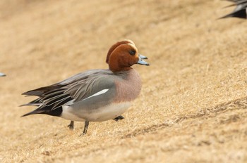 ヒドリガモ 武蔵野の森公園 2021年2月12日(金)