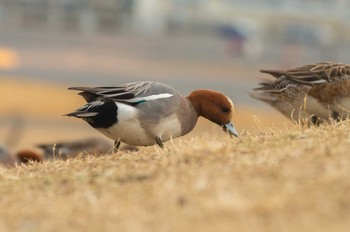 ヒドリガモ 武蔵野の森公園 2021年2月12日(金)