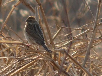 Common Reed Bunting 岡山百間川 Sun, 2/21/2021