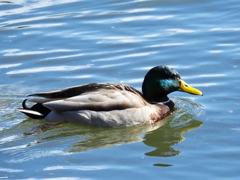 マガモ 兵庫県伊丹市 緑ヶ丘公園 2017年1月13日(金)