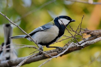 シジュウカラ 大泉緑地 2021年2月21日(日)