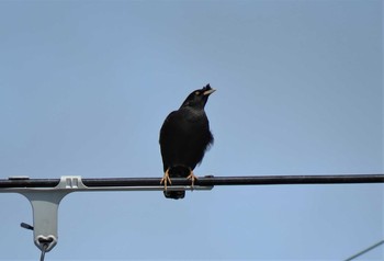 ハッカチョウ 兵庫県 2020年6月20日(土)