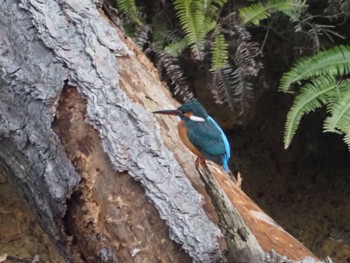 Common Kingfisher 日岡山公園 Sun, 2/21/2021