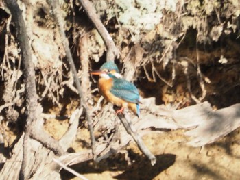 Common Kingfisher 日岡山公園 Sun, 2/21/2021