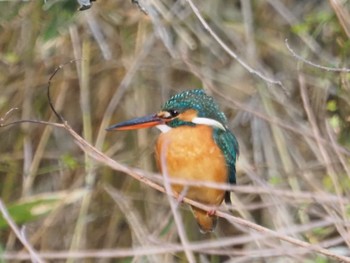 Common Kingfisher 日岡山公園 Sun, 2/21/2021