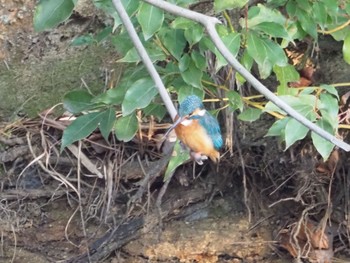 Common Kingfisher 日岡山公園 Sun, 2/21/2021