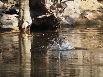 カワセミ 日岡山公園 2021年2月21日(日)