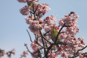 Warbling White-eye 鎮国寺 Sun, 2/7/2021