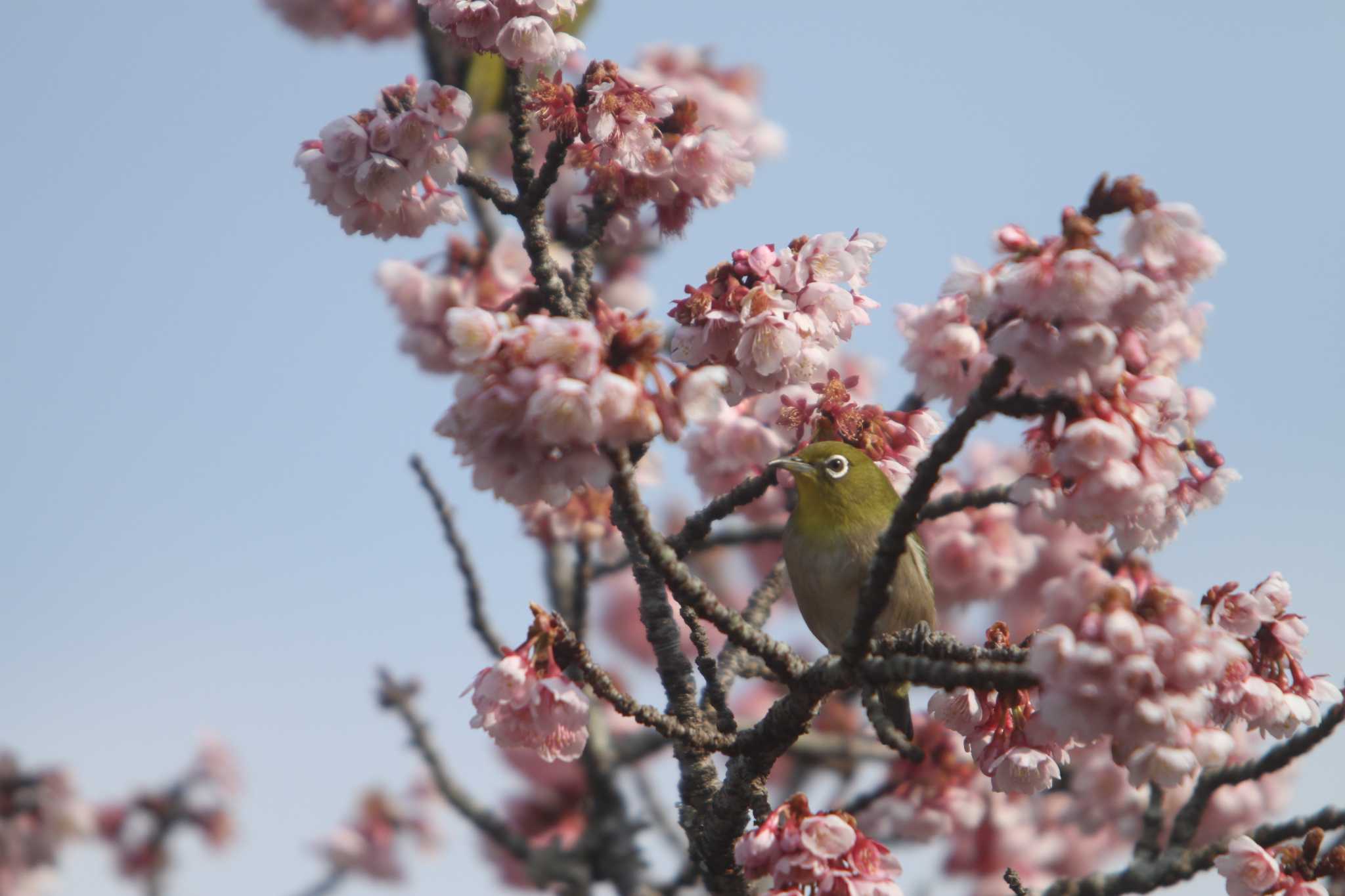 Warbling White-eye