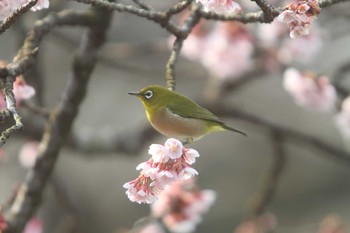 メジロ 鎮国寺 2021年2月7日(日)