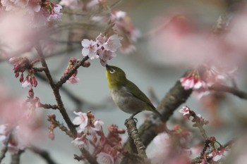 Sun, 2/7/2021 Birding report at 鎮国寺