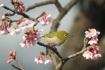 Warbling White-eye 鎮国寺 Sun, 2/7/2021