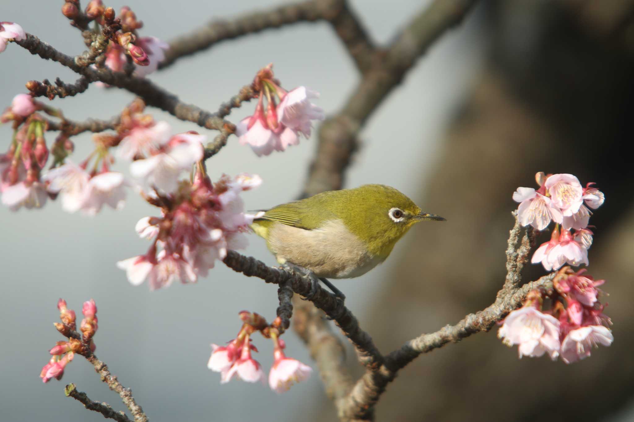 Photo of Warbling White-eye at 鎮国寺 by 重い金属