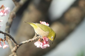 Warbling White-eye 鎮国寺 Sun, 2/7/2021