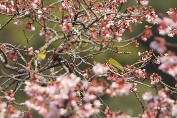 Warbling White-eye 鎮国寺 Sun, 2/7/2021