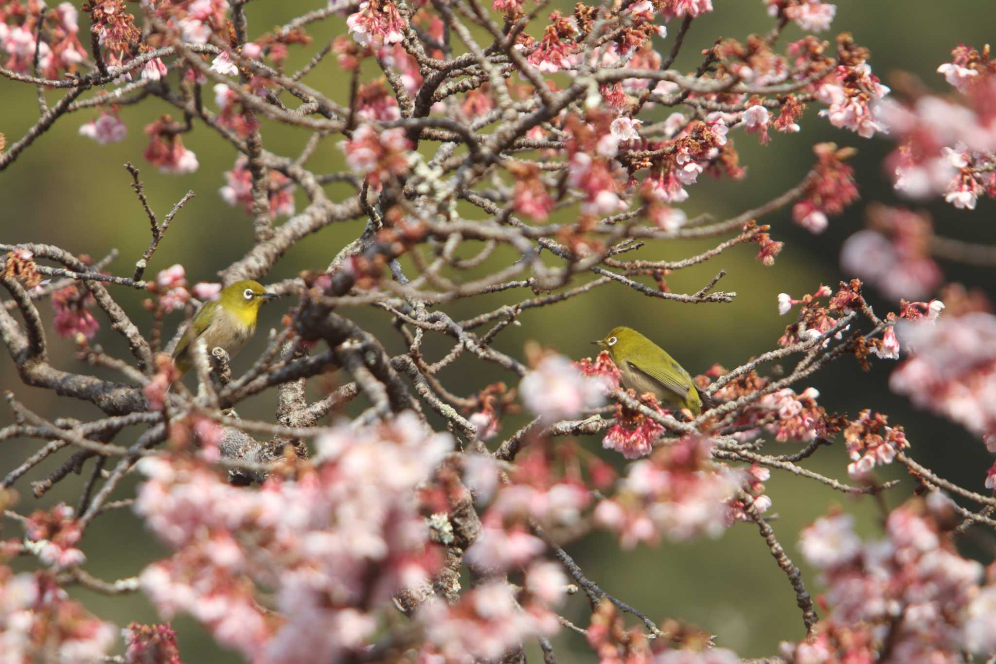 Warbling White-eye