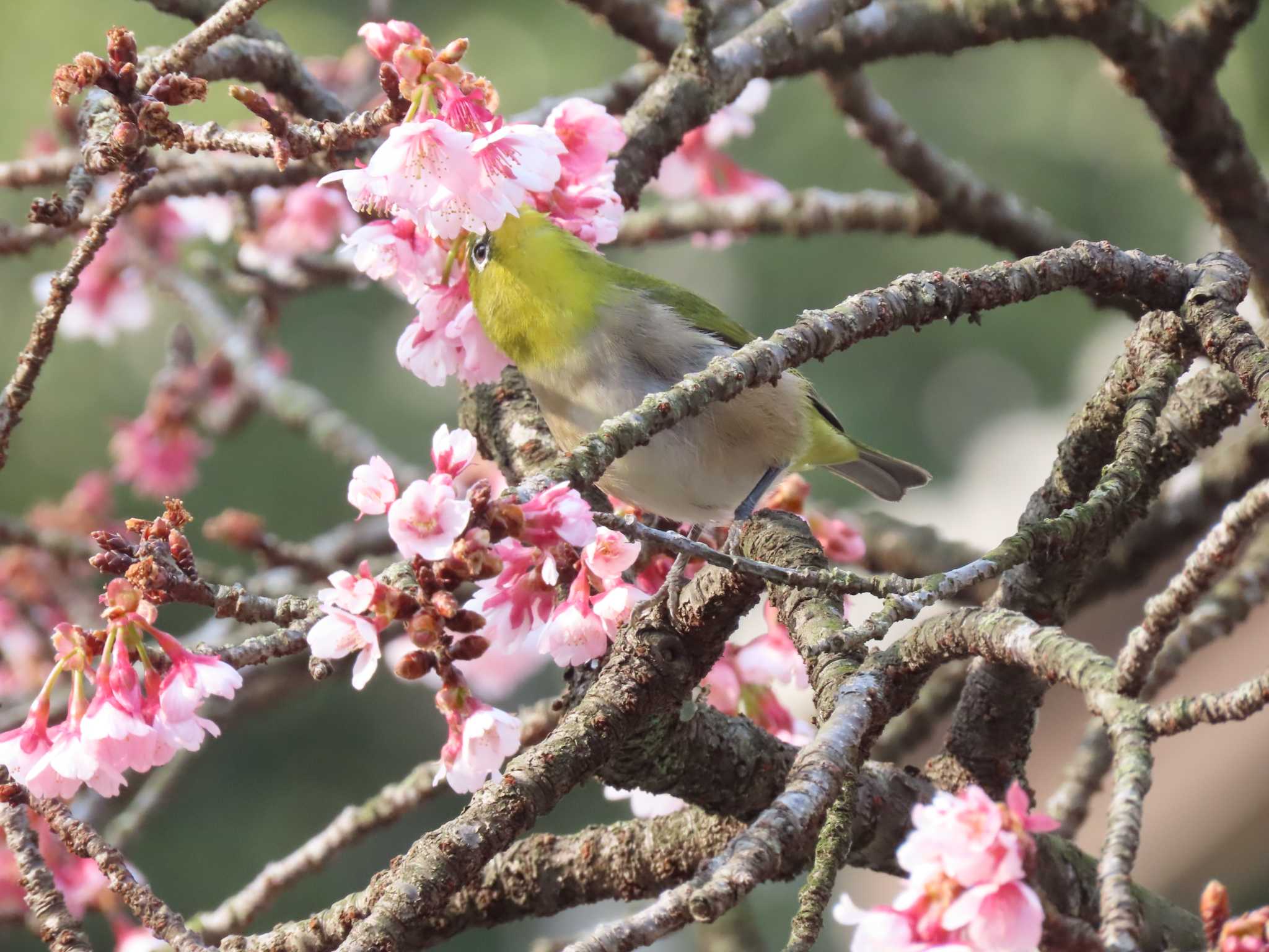 Warbling White-eye