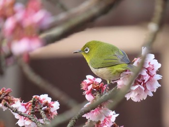 メジロ 鎮国寺 2021年2月7日(日)