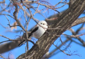 Long-tailed tit(japonicus) Unknown Spots Sun, 2/21/2021