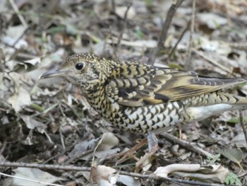 White's Thrush Higashitakane Forest park Sun, 2/21/2021