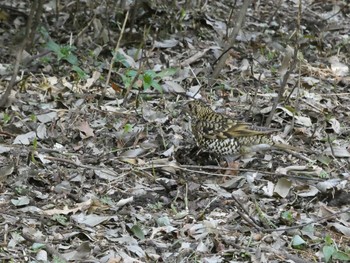 White's Thrush Higashitakane Forest park Sun, 2/21/2021