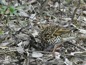 White's Thrush Higashitakane Forest park Sun, 2/21/2021