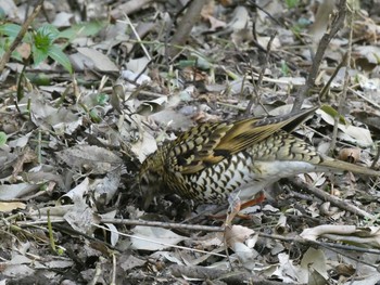 White's Thrush Higashitakane Forest park Sun, 2/21/2021