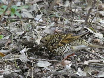 White's Thrush Higashitakane Forest park Sun, 2/21/2021