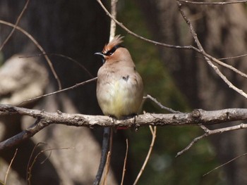 ヒレンジャク 秋ヶ瀬公園(野鳥の森) 2021年2月21日(日)