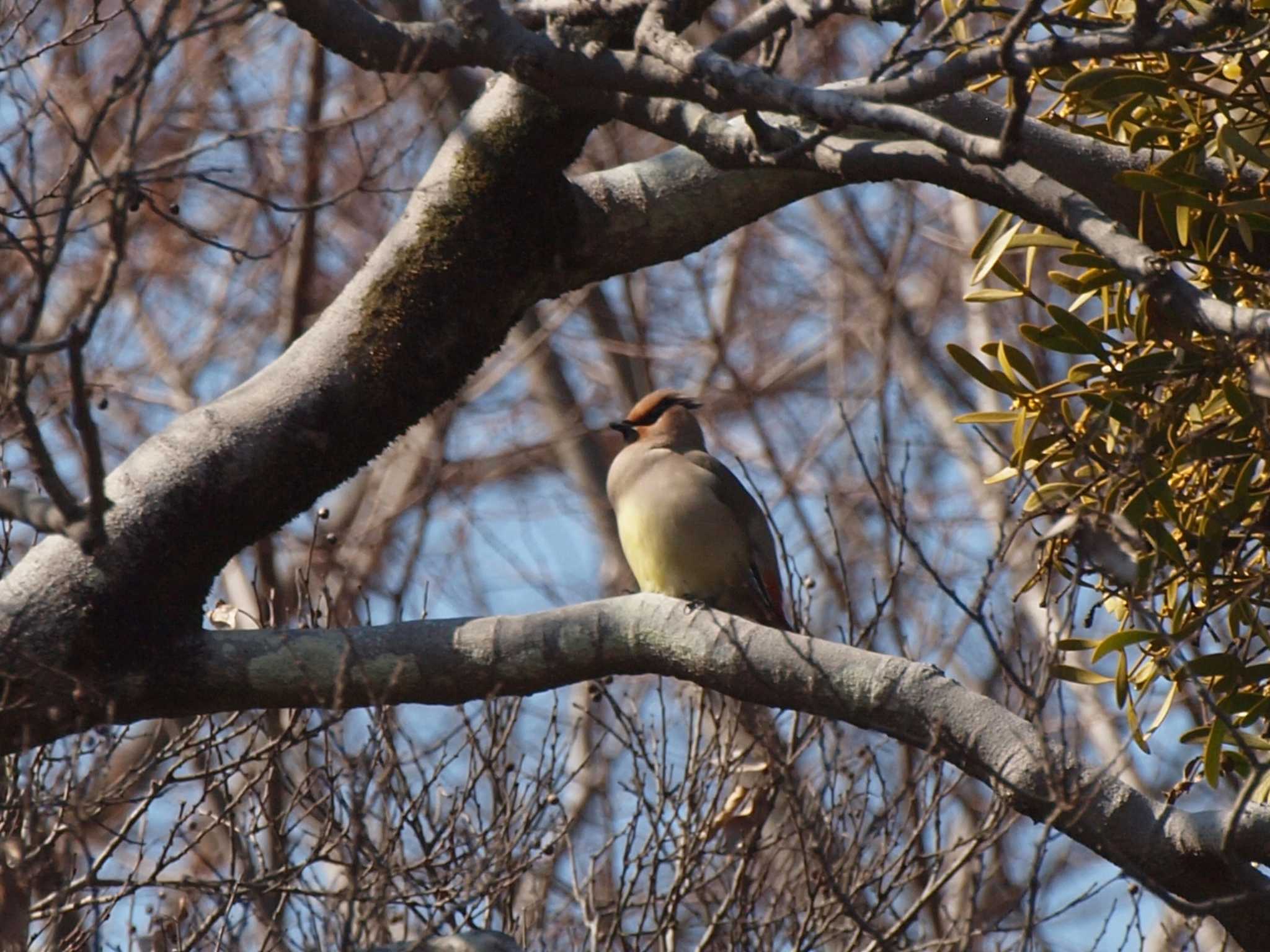 Photo of Japanese Waxwing at 秋ヶ瀬公園(野鳥の森) by アカウント6488