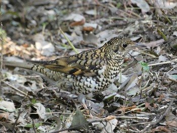 White's Thrush Higashitakane Forest park Sun, 2/21/2021