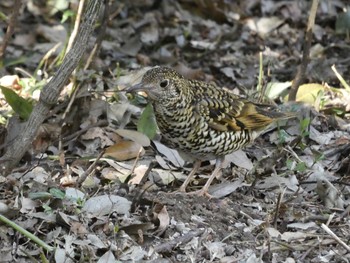 White's Thrush Higashitakane Forest park Sun, 2/21/2021