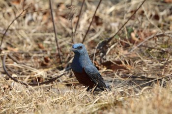 Blue Rock Thrush 平谷川 Sun, 2/21/2021