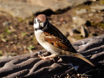 Eurasian Tree Sparrow 北の丸公園 Tue, 1/10/2017