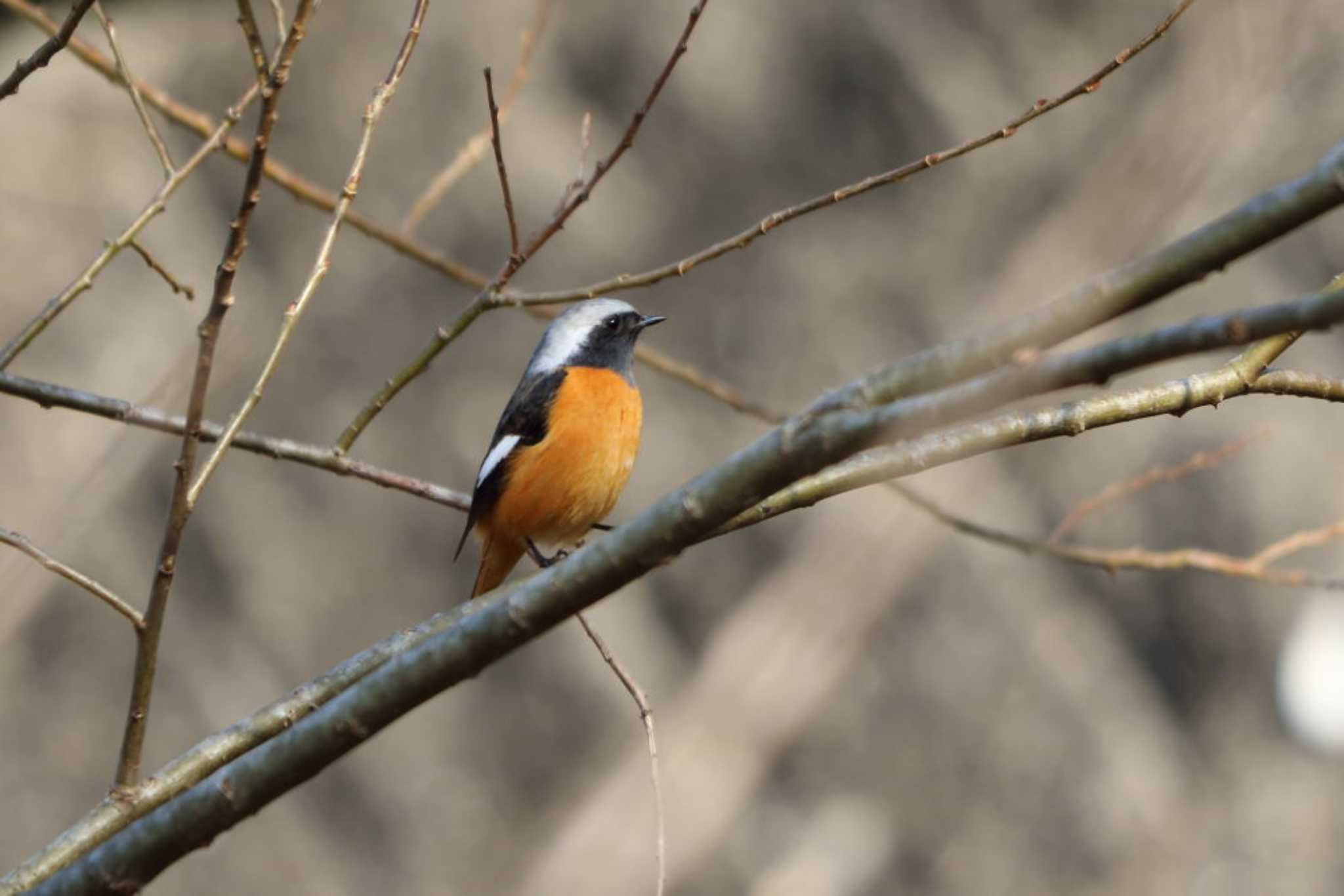 Daurian Redstart