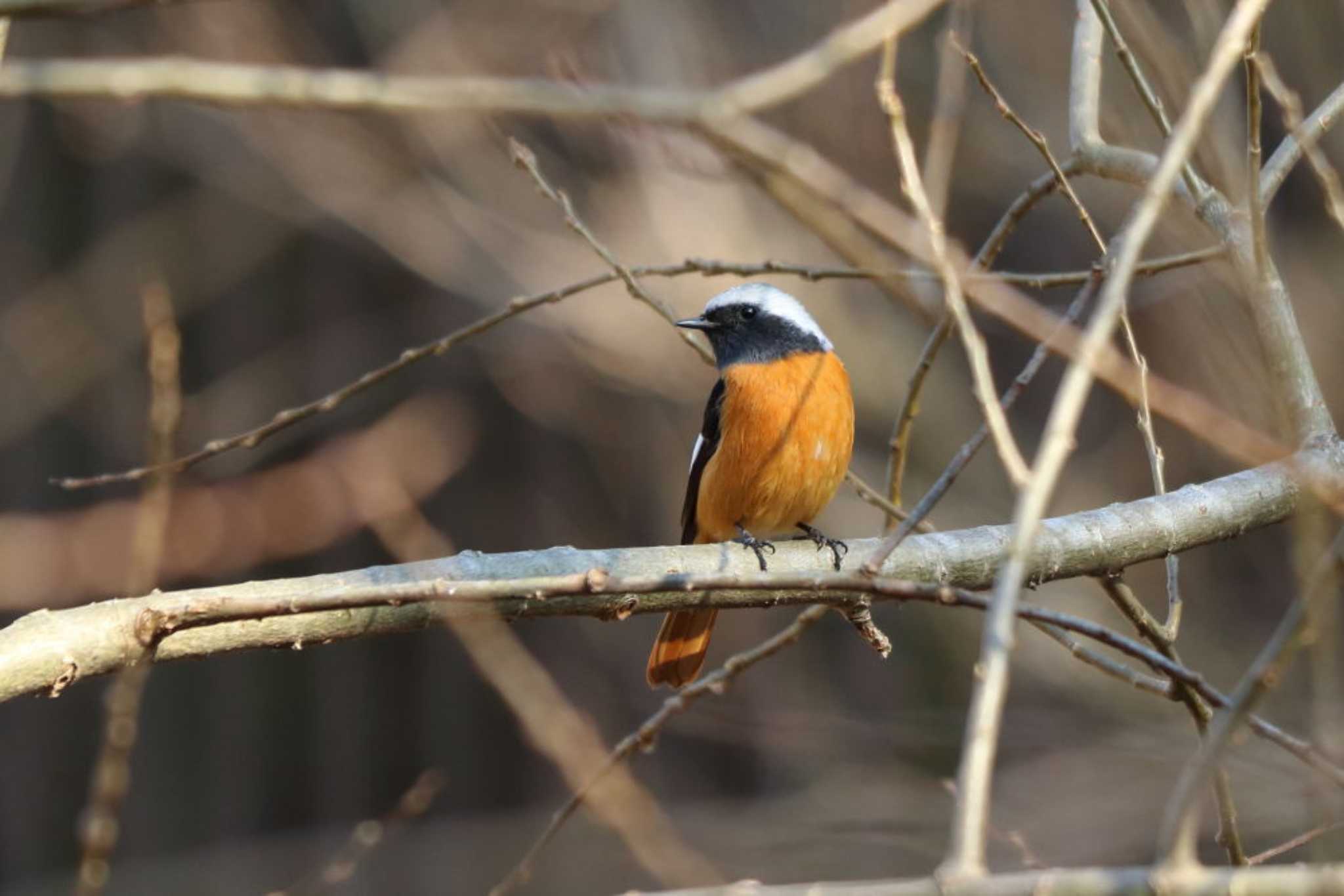 Daurian Redstart