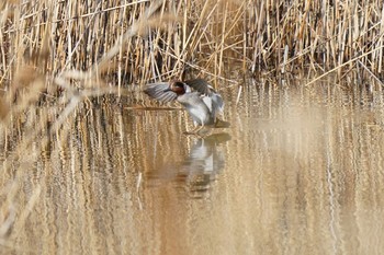 コガモ 葛西臨海公園 2021年2月21日(日)