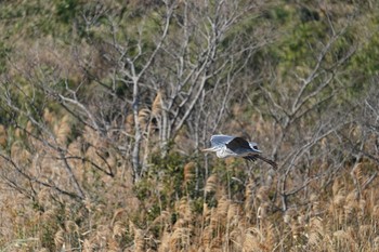 アオサギ 葛西臨海公園 2021年2月21日(日)