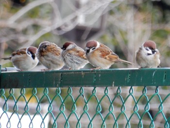 Eurasian Tree Sparrow 北の丸公園 Tue, 1/10/2017