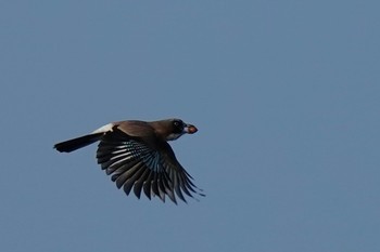 カケス 葛西臨海公園 2021年2月21日(日)